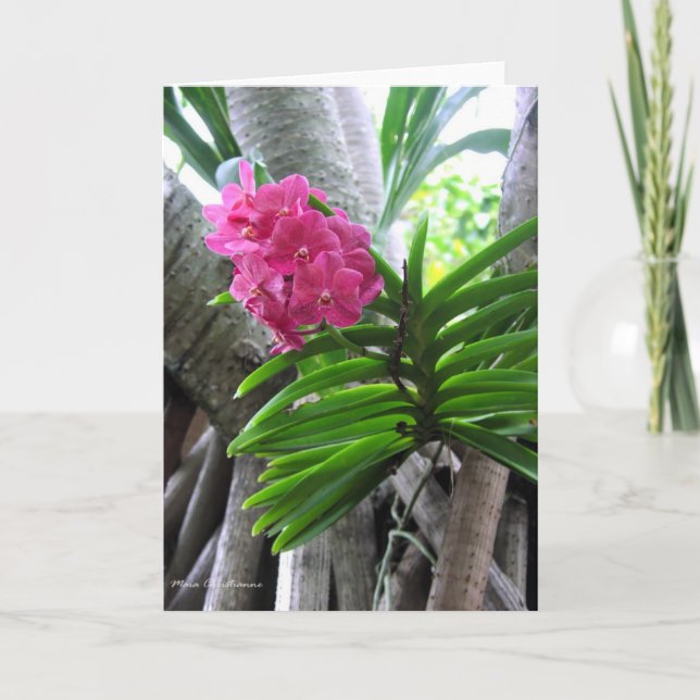 Cartão Iao Valley - Maui, Havaí (Frente)