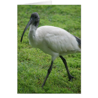 Cartão Ibis