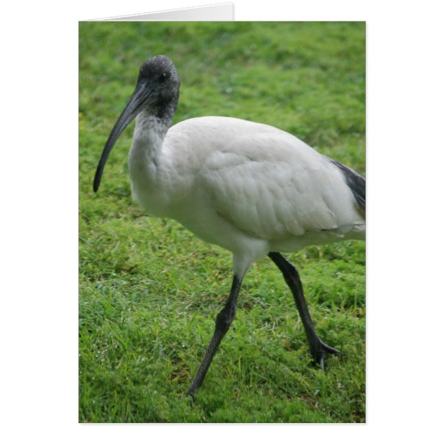 Cartão Ibis (Frente)
