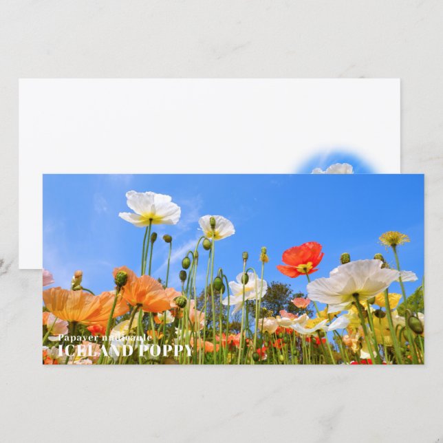Cartão Iceland Poppy (Frente/Verso)