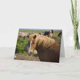 Cartão Icelandic Horses in Northeastern Iceland