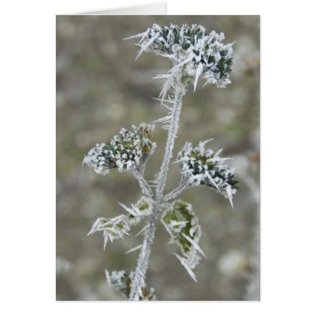 Cartão Icy Pod (Frente)