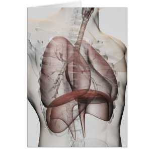 Cartão ideia 3D do sistema respiratório masculino