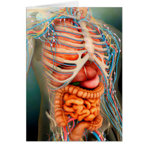 Cartão Ideia de perspectiva do corpo humano, órgãos