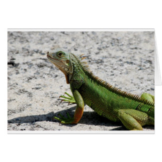 Cartão Iguana
