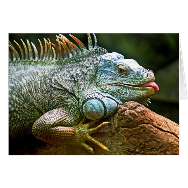 Cartão Iguana com placa de Vazio de exclusão (Frente Horizontal)