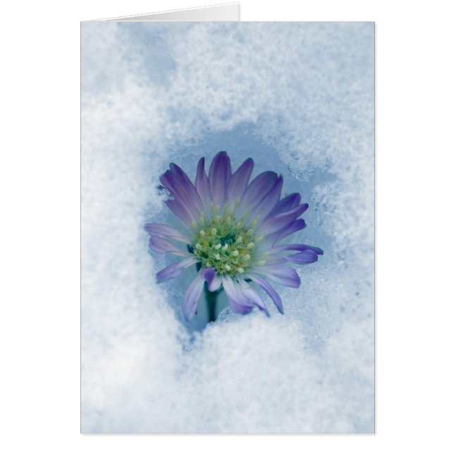 Cartão II eterno (Frente)