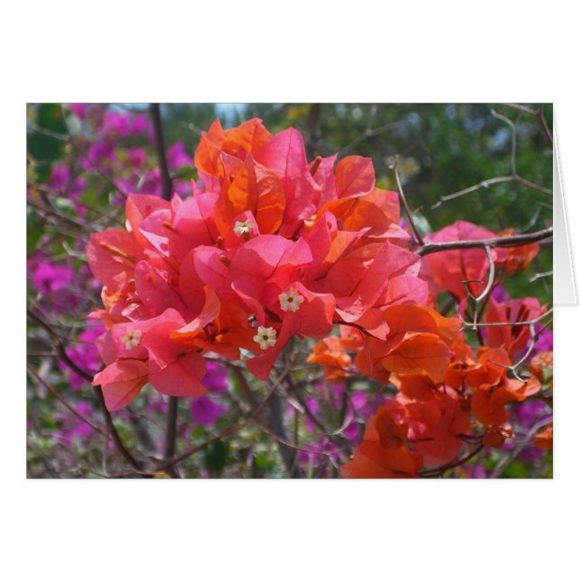 Cartão Ilha Tropical Rosa Bougainvillea Floral (Frente Horizontal)