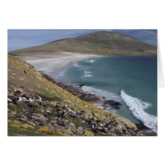 Cartão Ilhas Falkland, West Falkland, Saunders (Frente Horizontal)