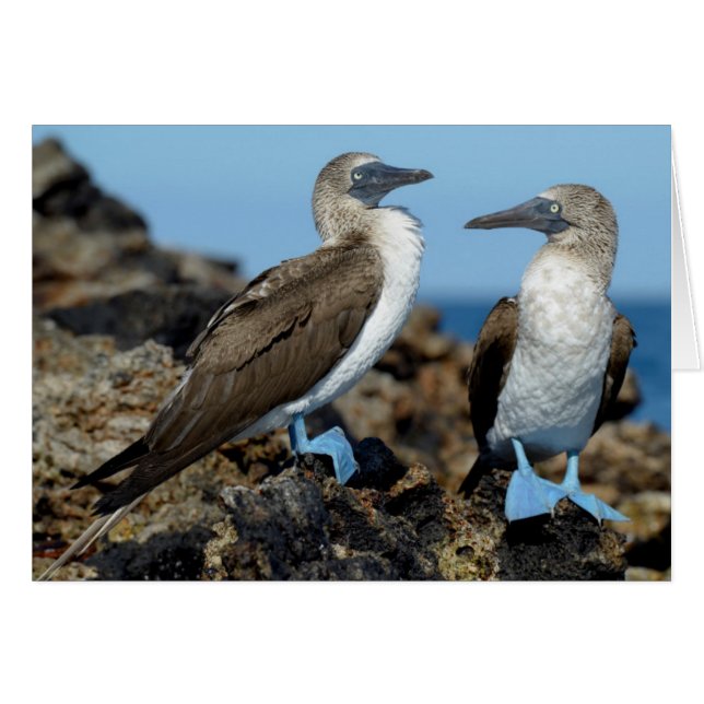 Cartão Ilhas Galápagos, Ilha Isabela (Frente Horizontal)