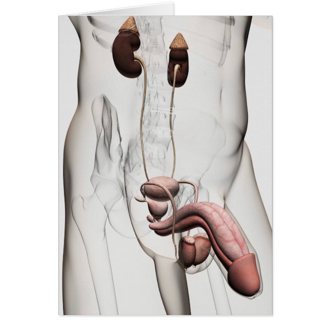 Cartão Ilustração 3D Do Sistema De Reprodução Masculina 1 (Frente)