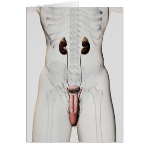 Cartão Ilustração 3D Do Sistema De Reprodução Masculina 3