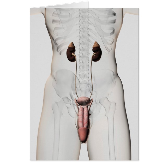 Cartão Ilustração 3D Do Sistema De Reprodução Masculina 3 (Frente)