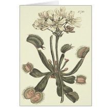 Ilustração Botânica de Flytrapping Venus