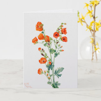 Cartão Ilustração Botânica de Globemallow do Deserto Vint