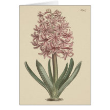 Ilustração Botânica de Hyacinth Garden