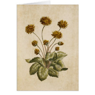 Cartão Ilustração Botânica Vintage Floral Crowfoot