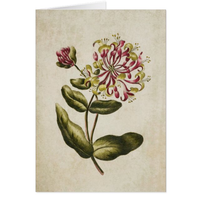 Cartão Ilustração Botânica Vintage Floral Honeysuckle (Frente)