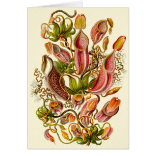 Cartão Ilustração da Planta Jarro de Haeckel para Todas a