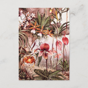 Cartão Ilustração da Vintage 1911 Orchid Flower Variety
