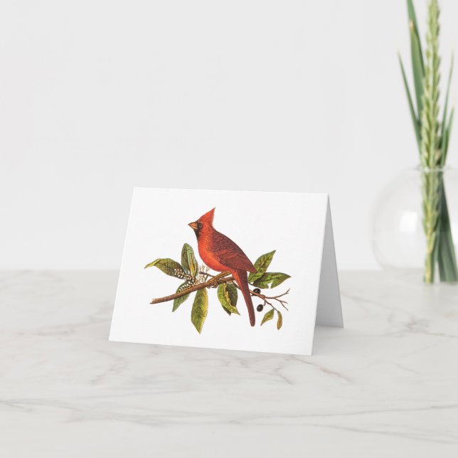 Cartão Ilustração das aves cardinais Vintage - década de  (Frente)