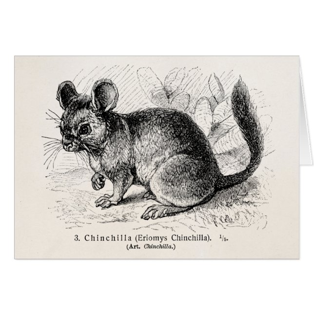 Cartão Ilustração das chinchilas da chinchila dos 1800s (Frente Horizontal)