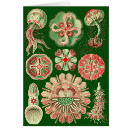 Cartão Ilustração de águas-vivas Haeckel
