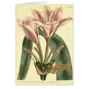 Cartão Ilustração de Amaryllis com folhas longas