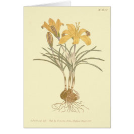 Cartão Ilustração de Crocus de Tecido de Ouro