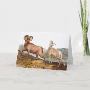 Cartão Ilustração de Ovis montana (Rocky Mountain Sheep)