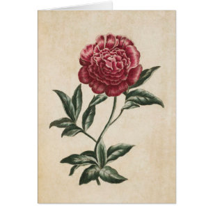 Cartão Ilustração de Peonia Floral Botânica Vintage
