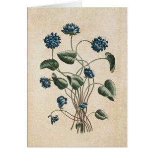 Cartão Ilustração de Violetas Florais Botânicas Vintag