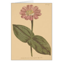 Ilustração de Zínia Colorida de Violeta