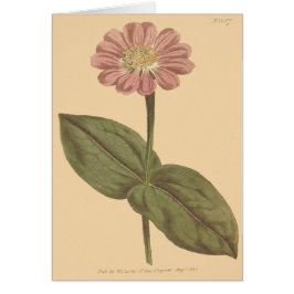 Cartão Ilustração de Zínia Colorida de Violeta
