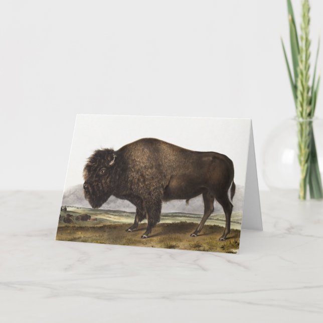 Cartão Ilustração do American Bison (Bos Americanus) (Frente)