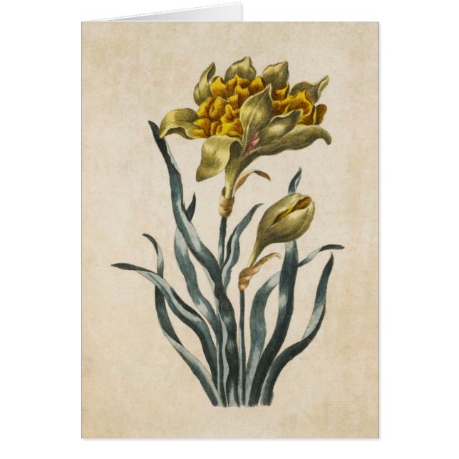 Cartão Ilustração do Daffodil Floral Botânico Vintage (Frente)