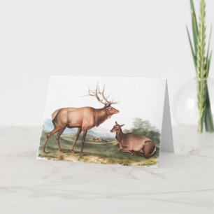 Cartão Ilustração do Elk Americano (Cervus Canadensis)