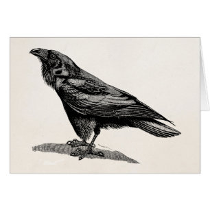 Cartão Ilustração do pássaro do melro de corvo do corv