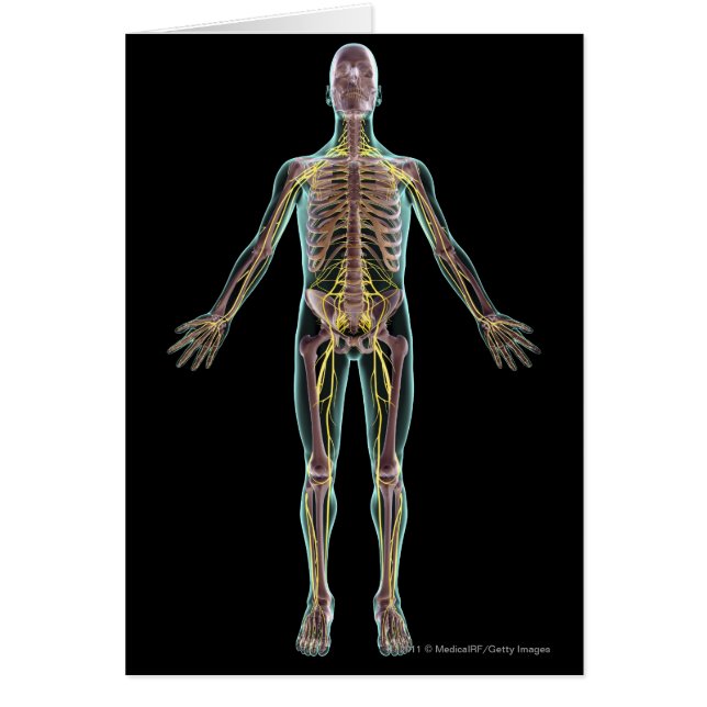 Cartão Ilustração do sistema nervoso (Frente)