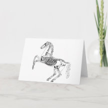 Ilustração Esqueleto de Cavalo Vitoriano
