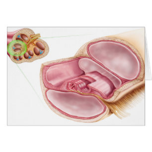 Cartão Ilustração Médica Da Endolinfh