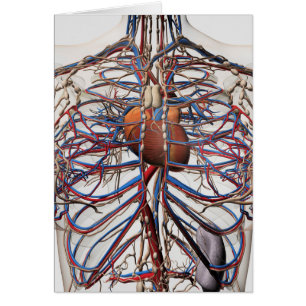 Cartão Ilustração Médica Das Artérias Mamárias