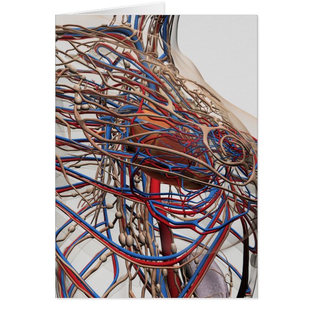 Cartão Ilustração Médica Das Artérias Mamárias (Frente)