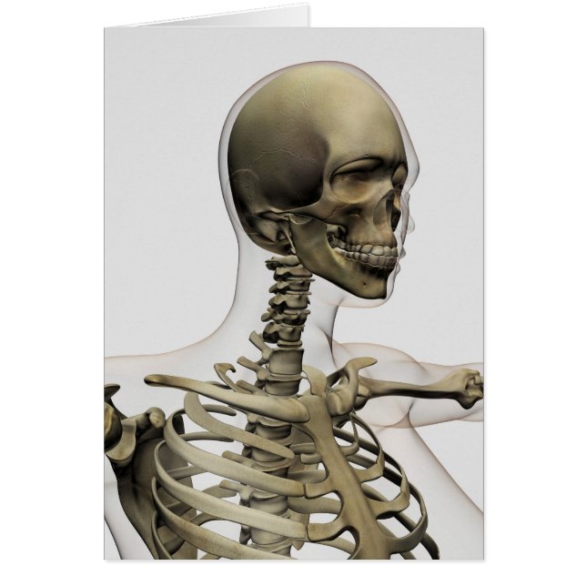 Cartão Ilustração Médica Do Crânio De Uma Mulher E (Frente)