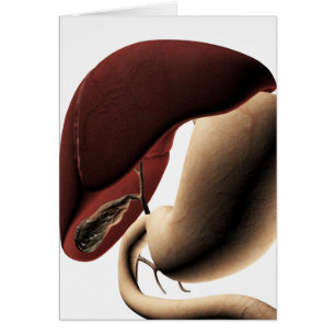 Cartão Ilustração Médica Do Fígado E Do Estômago