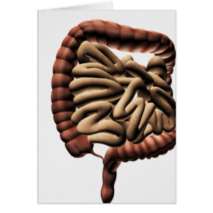 Cartão Ilustração médica do grande intestino