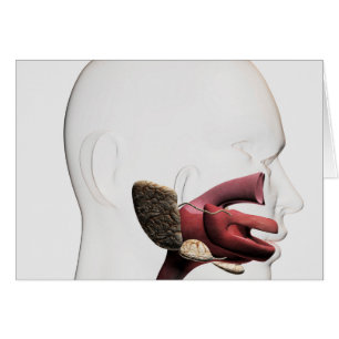 Cartão Ilustração médica do ser humano digestivo