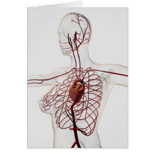 Cartão Ilustração Médica Do Sistema Circulatório Feminino