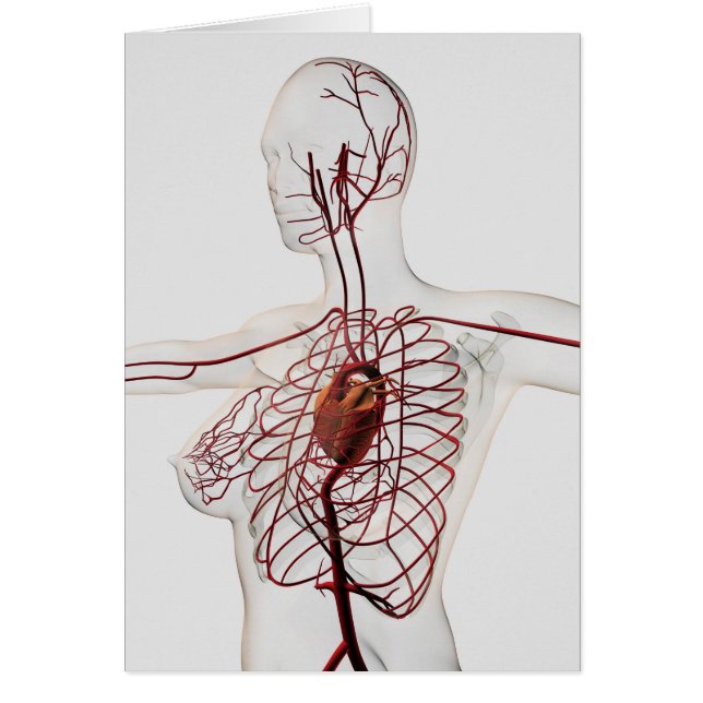 Cartão Ilustração Médica Do Sistema Circulatório Feminino (Frente)