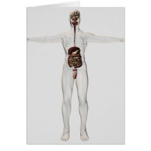 Cartão Ilustração médica do sistema digestivo masculin
